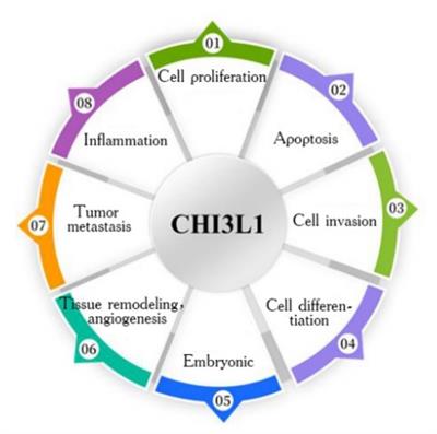 Research advances in serum chitinase-3-like protein 1 in liver fibrosis